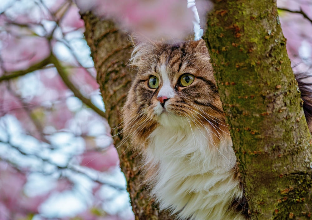 Неправильный рацион влияет на то, сколько весит сибирская кошка
