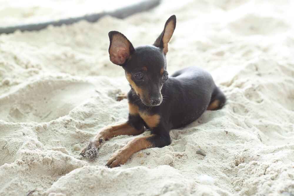 Владельцу важно знать, сколько живут пражские крысарики