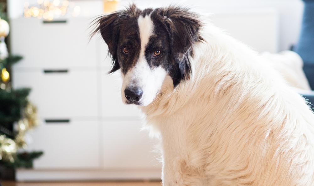 Содержание буковинской овчарки 