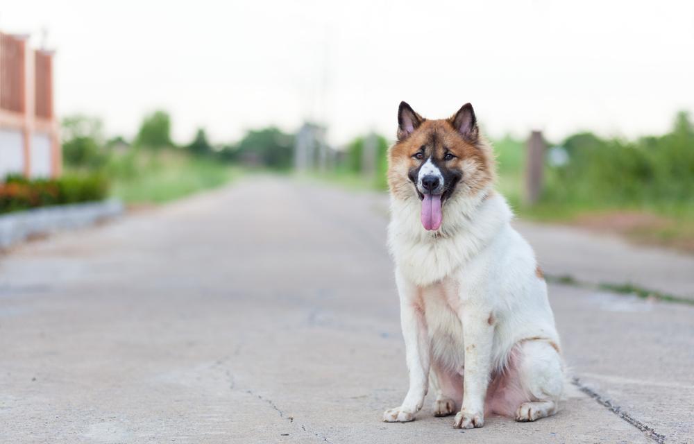 Содержание тайского бангку