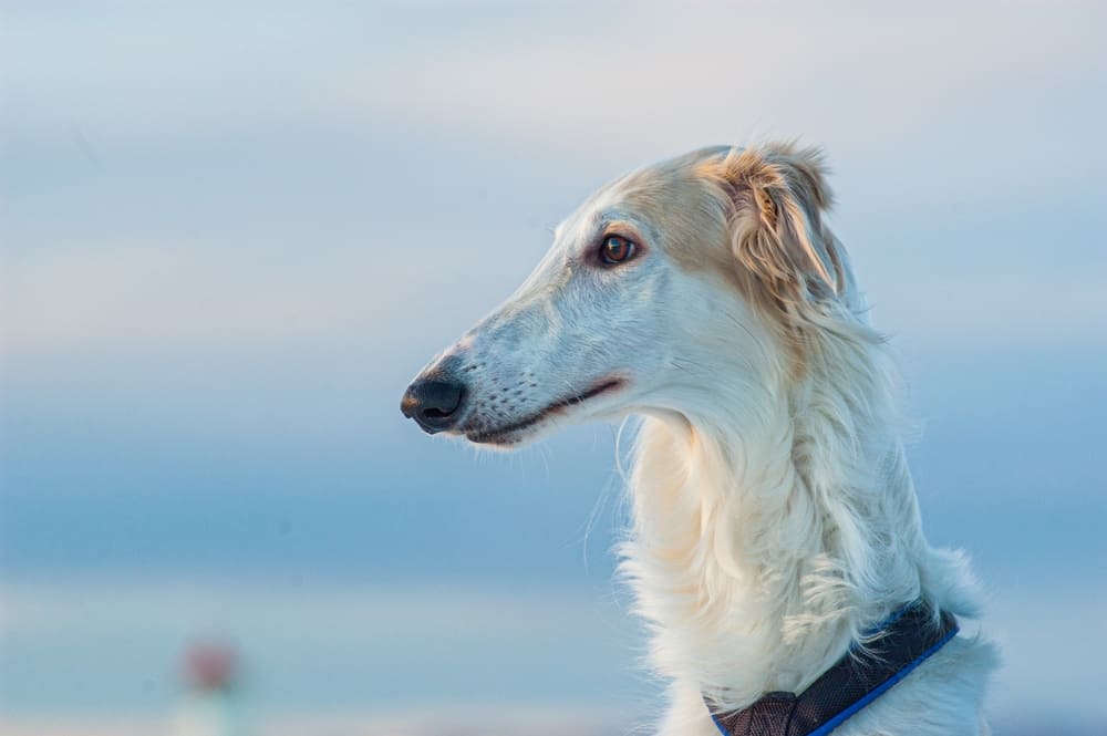 Длинношерстная борзая