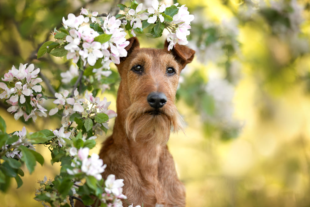 Зубы ирландского терьера нужно чистить