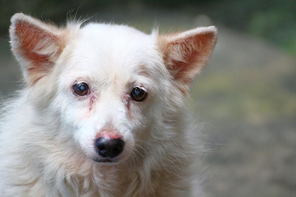 Симптомы кератита у собак Симптомы кератита у собак