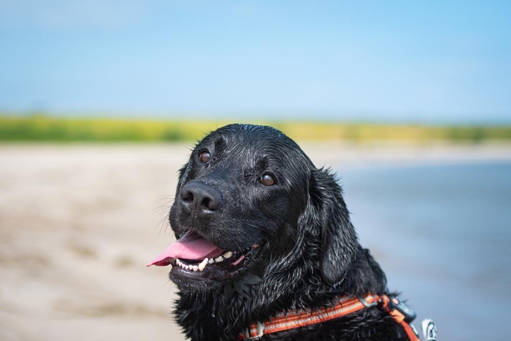 Для черного лабрадора важна дрессировка