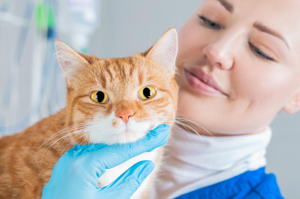 опасные последствия повышенной амилазы у кошек