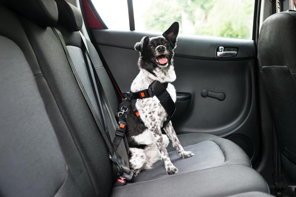 Собака боится ездить в машине из-за проблем с вестибулярным аппаратом