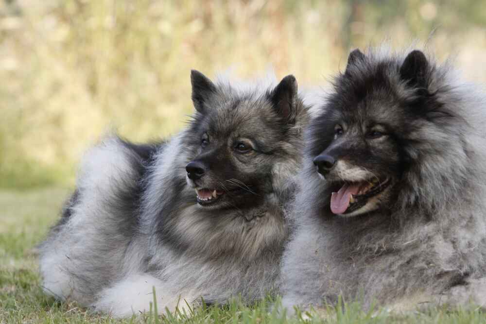 Кеесхонды отличаются дружелюбием