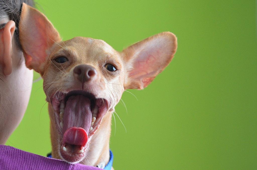 Во сколько меняются зубы у собак средних пород
