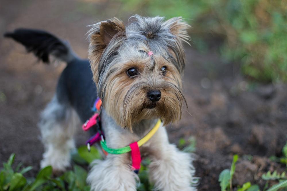Что сделать, чтобы аллергия на йорка не появлялась?