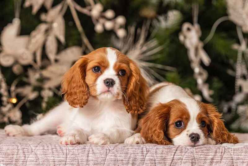 Кавалер-кинг-чарльзы на фото