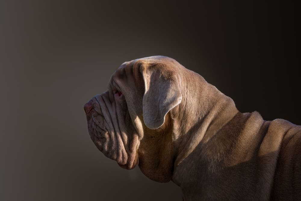 Мастино неаполитано имеют предрасположенность к дерматиту