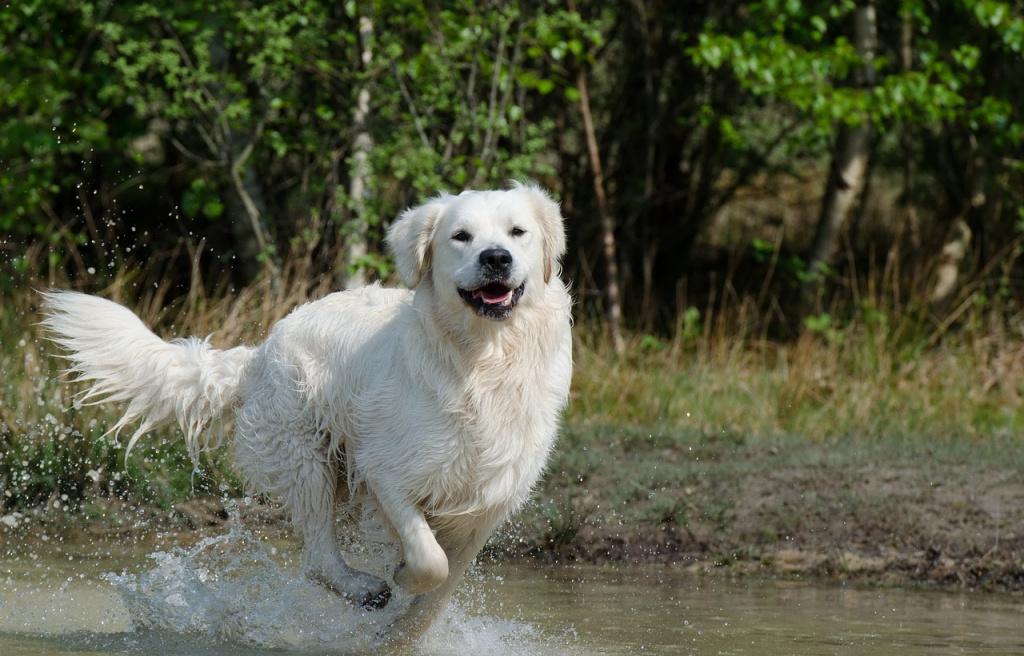 Обучение собаки плаванию в бассейне или озере