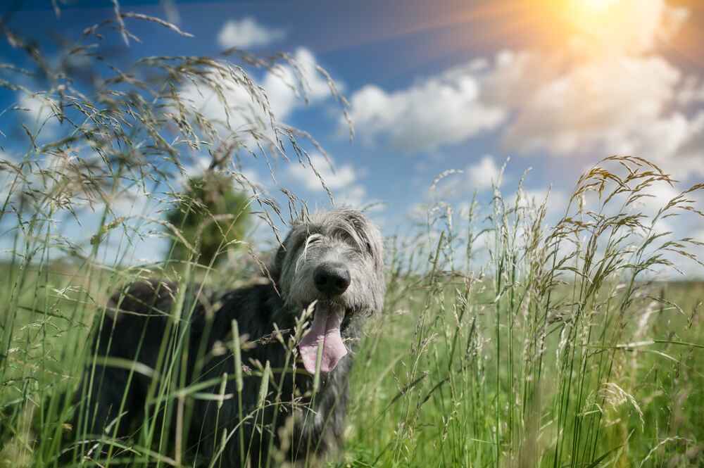 Ирландский вольфхаунд