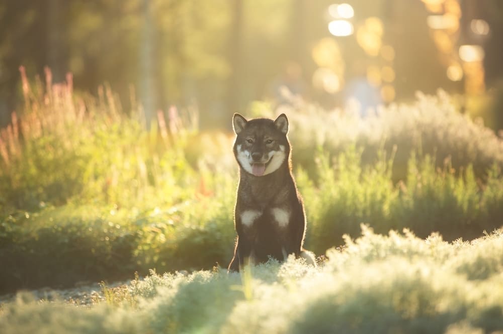 Сикоку имеют развитый инстинкт охотника