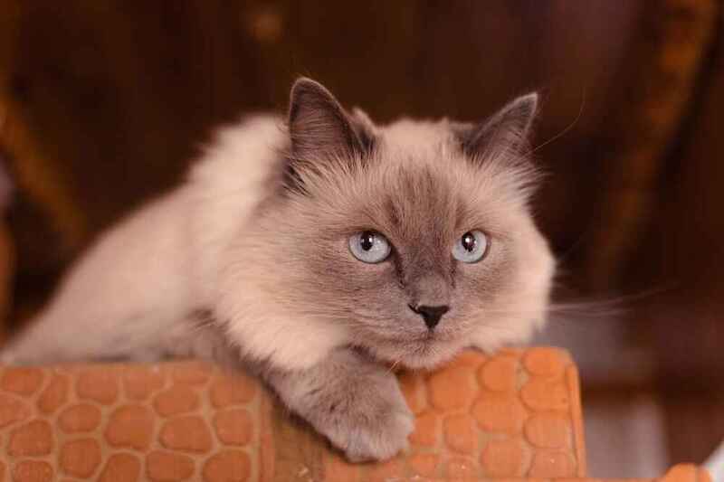Вес невской маскарадной кошки может быть чрезмерным