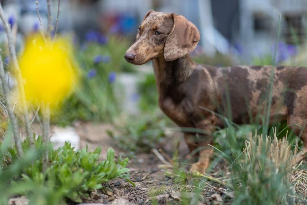 Важно знать, сколько живут таксы в норме