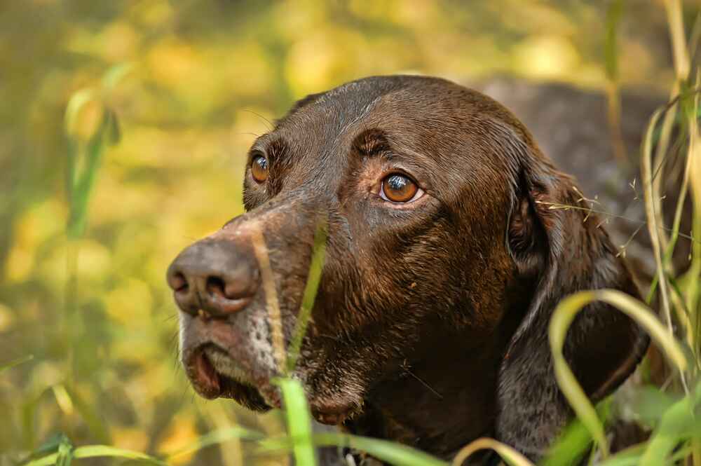 Курцхаары отличаются дружелюбностью