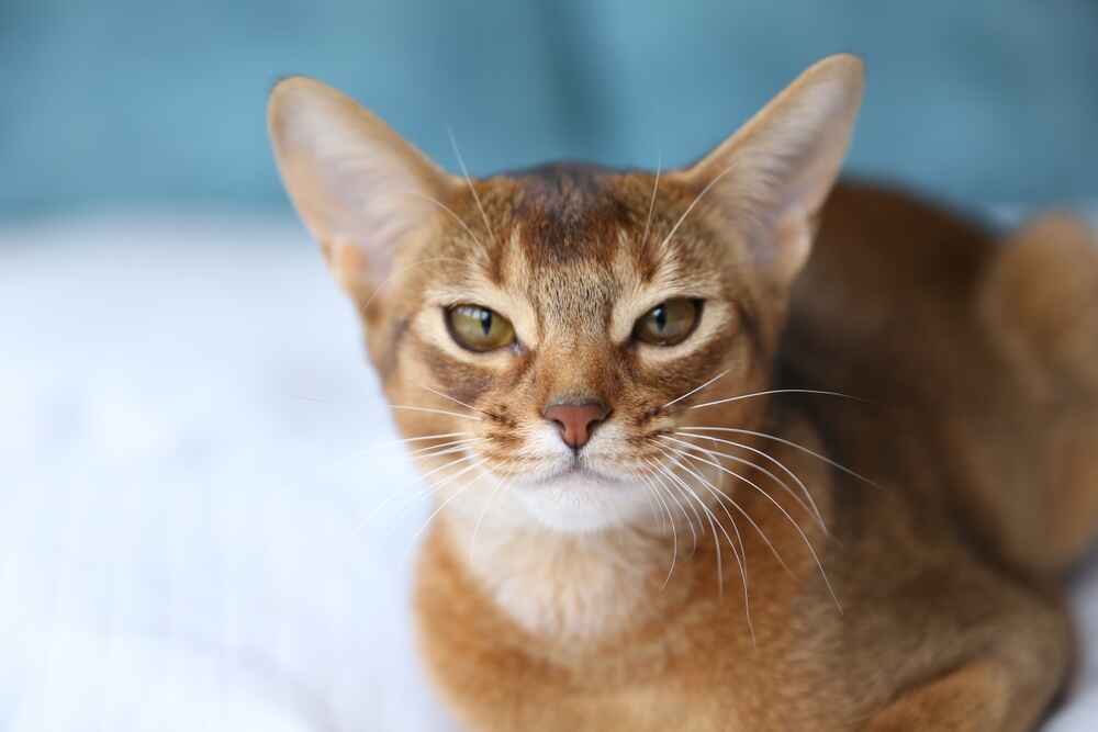 У абиссинских кошек есть характерные болезни