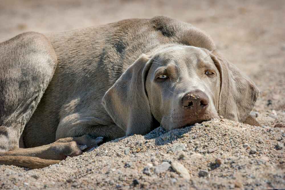 Веймаранер нуждается в гигиене