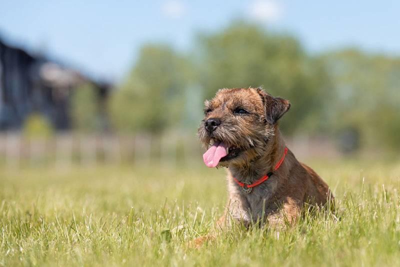 Рабочие норные породы собак: бордер-терьер