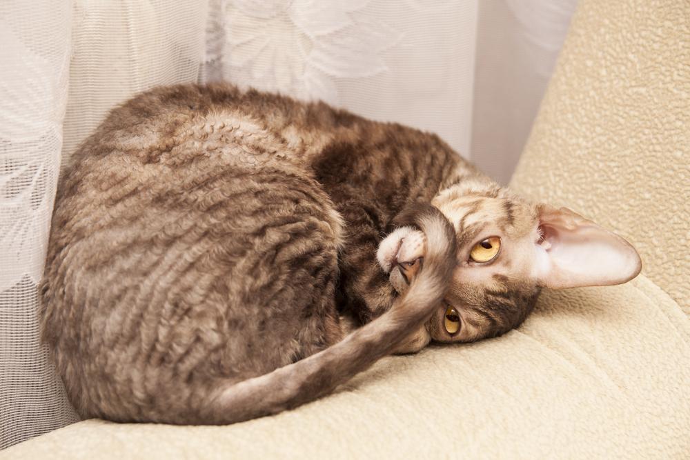 Породы кошек с плюшевой шерстью: корниш-рекс