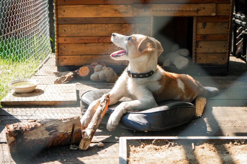 Как отучить собаку гадить в вольере Как отучить собаку гадить в вольере