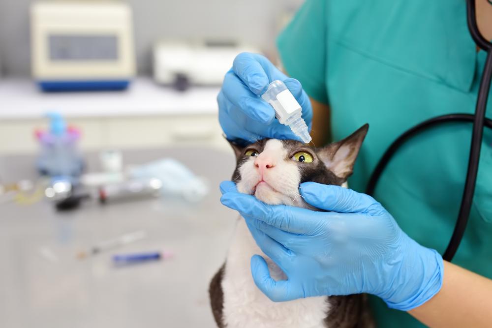 Помощь ветеринара при конъюнктивите у кошек