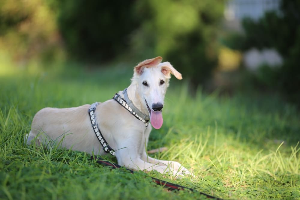 Стрессы влияют на то, сколько живет русская борзая