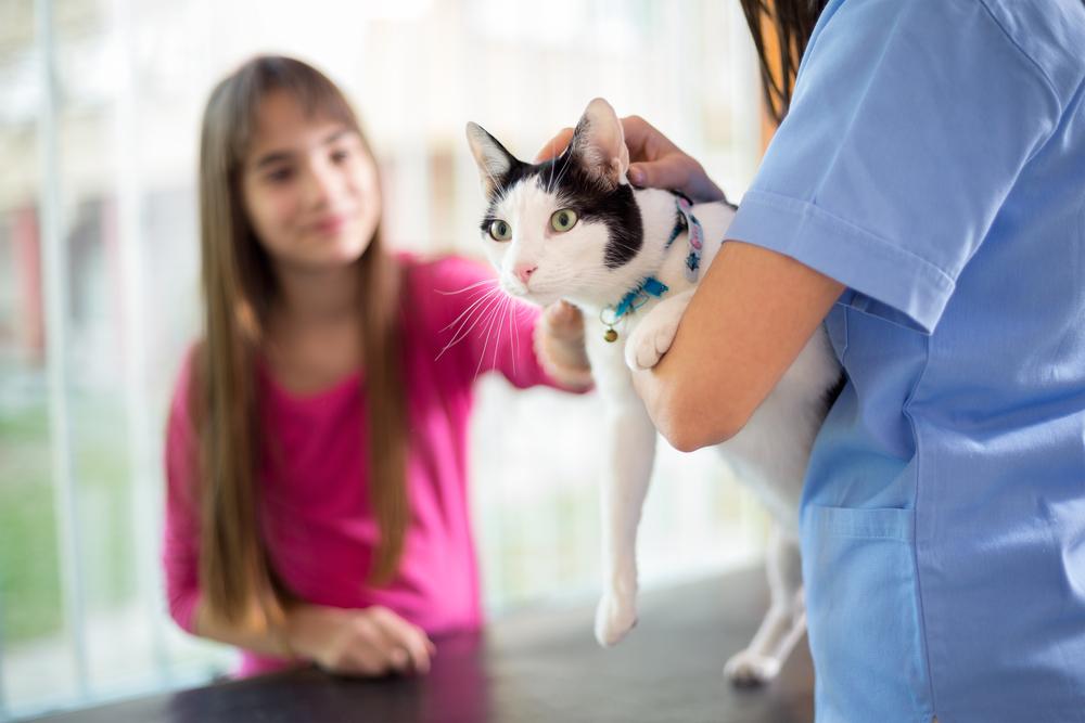 причины повышения амилазы в крови у кошек