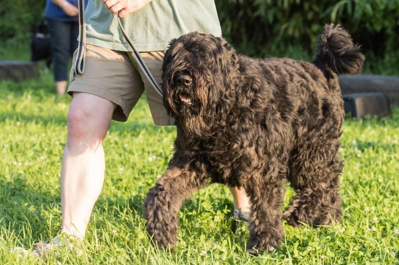 Полосатые породы собак: фландрский бувье