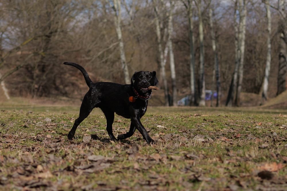 Многие факторы влияют на то, сколько проживет лабрадор