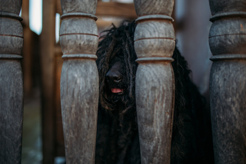 Собака пули отличается бдительностью