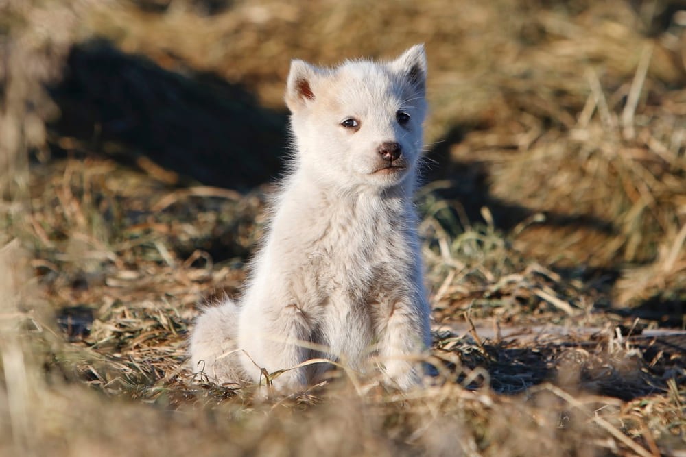 Гренландскую собаку нужно социализировать с раннего возраста