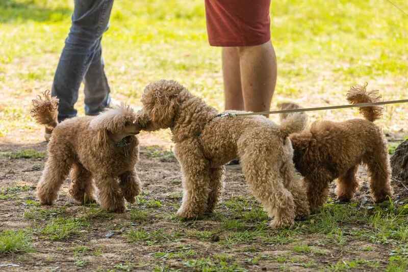 Как воспитывать пуделя?