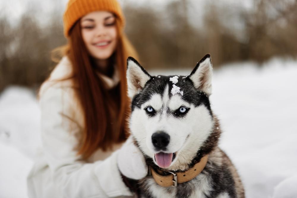 Активный выгул хаски