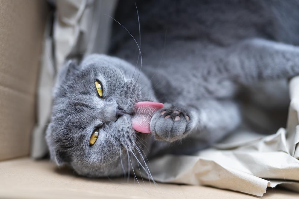 Как владельцу назвать шотландскую кошку?