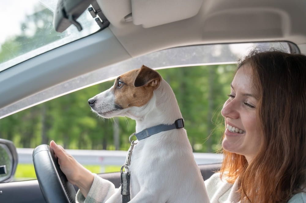 Течка у джек-рассел-терьера проходит циклично