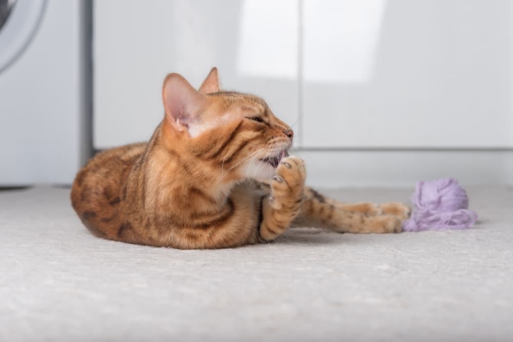 Владельцу важно знать, сколько по времени длится беременность у бенгальской кошки