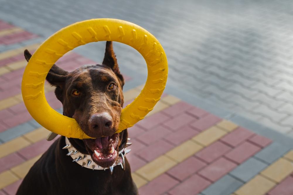 Характер добермана Характер добермана