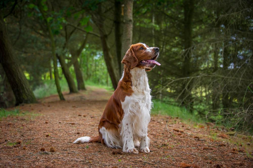 поведение вельш-спрингер-спаниеля