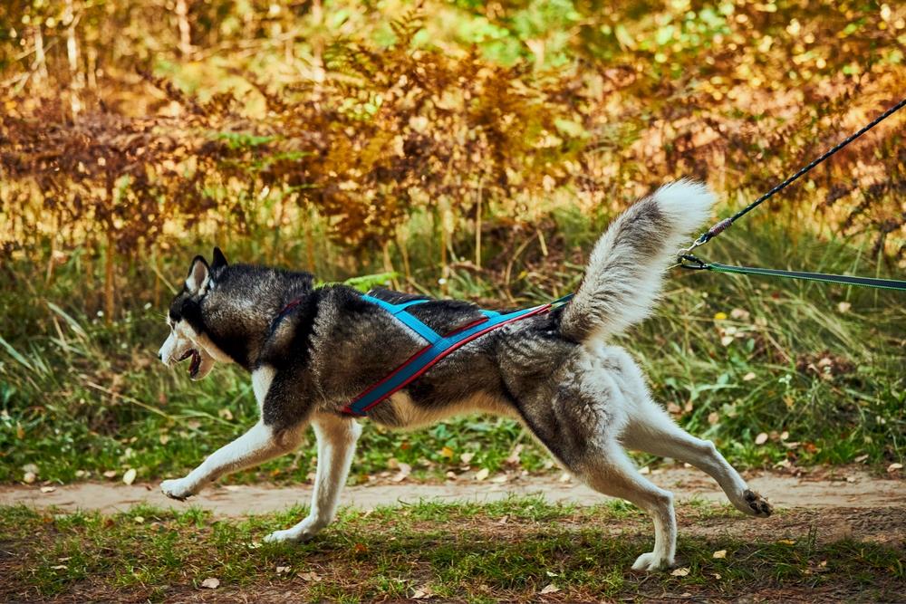 Какие породы собак подходят для гонок на упряжках Какие породы собак подходят для гонок на упряжках