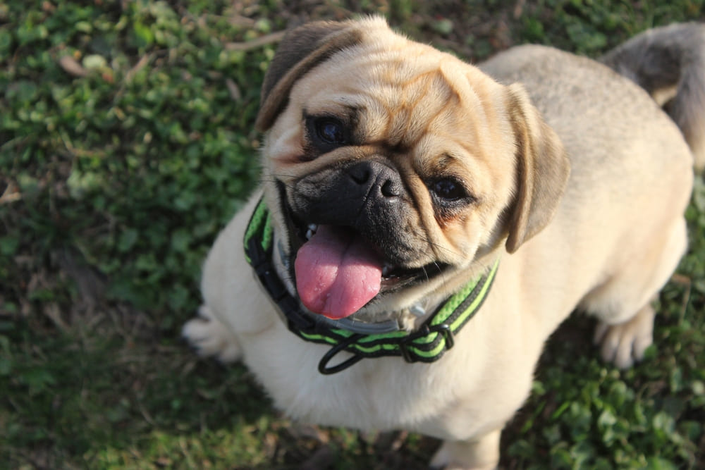 Нужно следить, сколько длится беременность у мопса