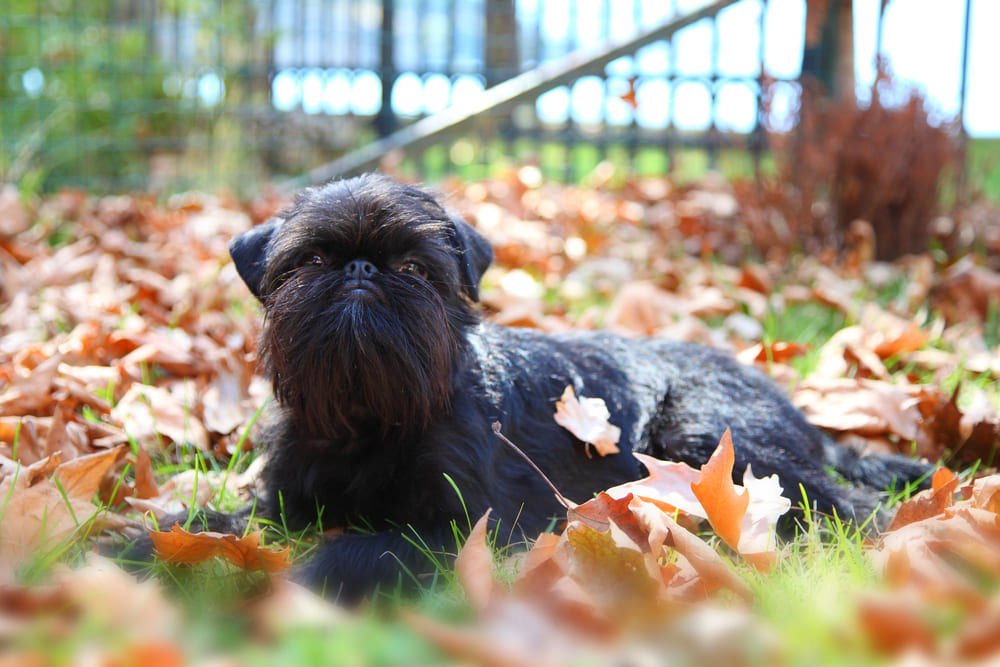 Бельгийский гриффон может участвовать в состязаниях