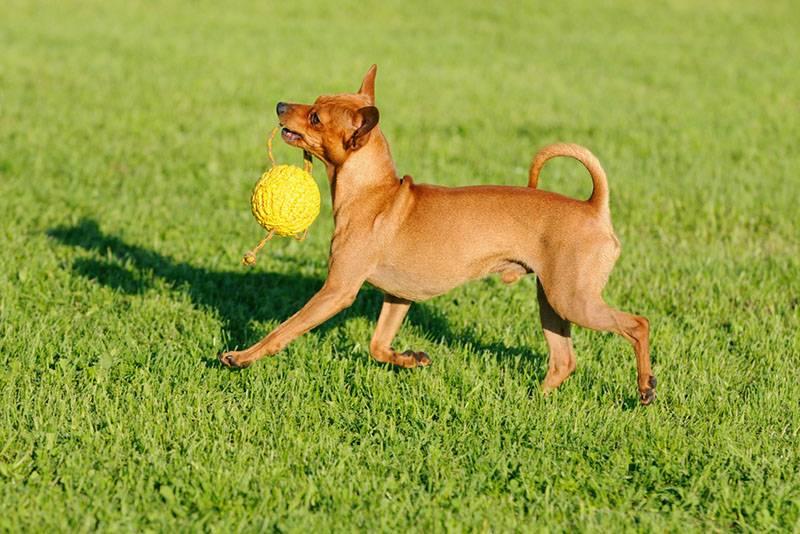 Полурабочие норные породы собак: пражский крысарик