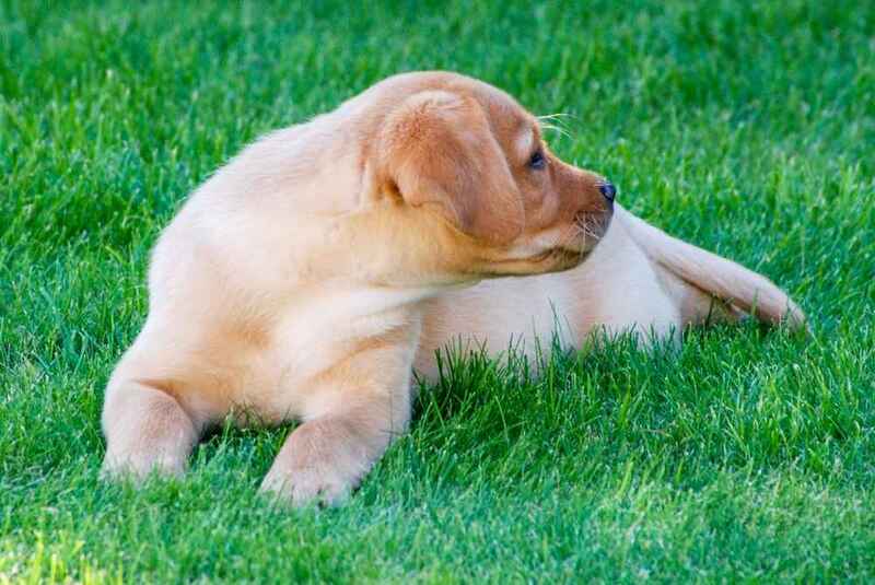 Как гулять с лабрадором в жару?