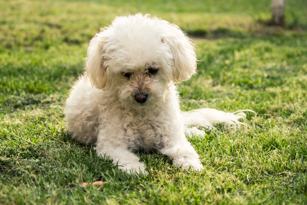 Собака болоньез нуждается в своевременной социализации