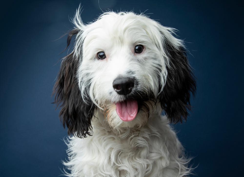 Характер породы кокапу