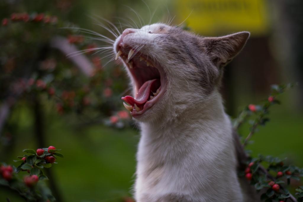 запах изо рта у кошек из-за проблем с внутренними органами
