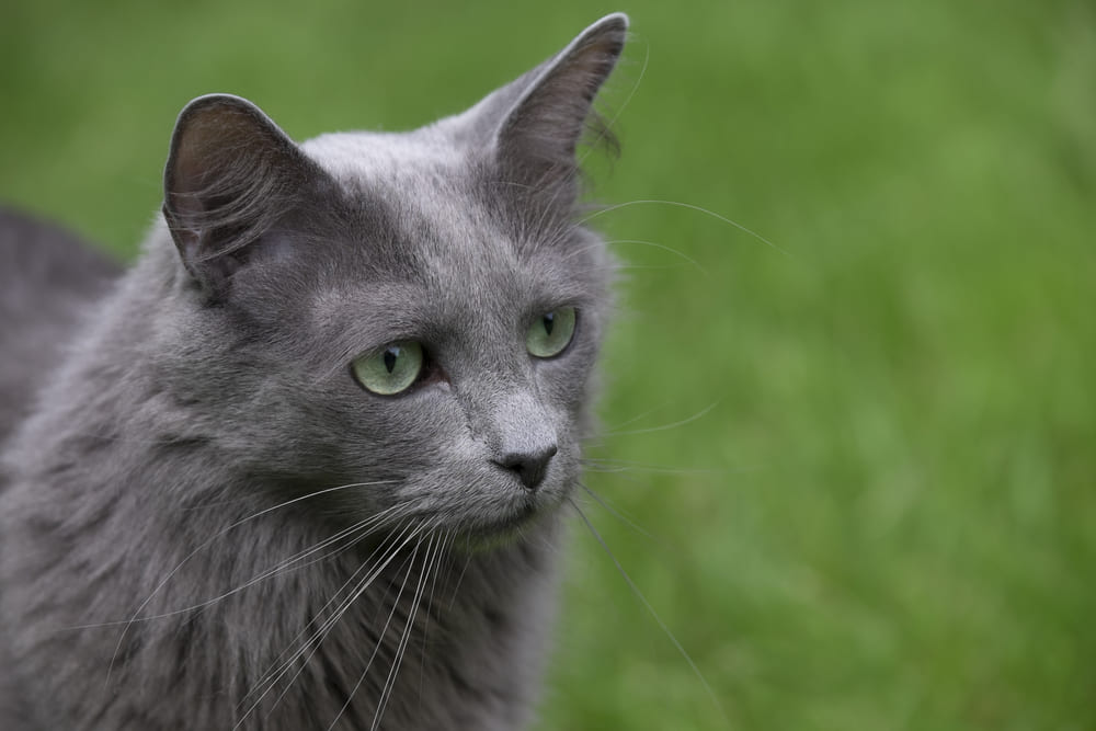 Рацион влияет на то, сколько проживет нибелунг