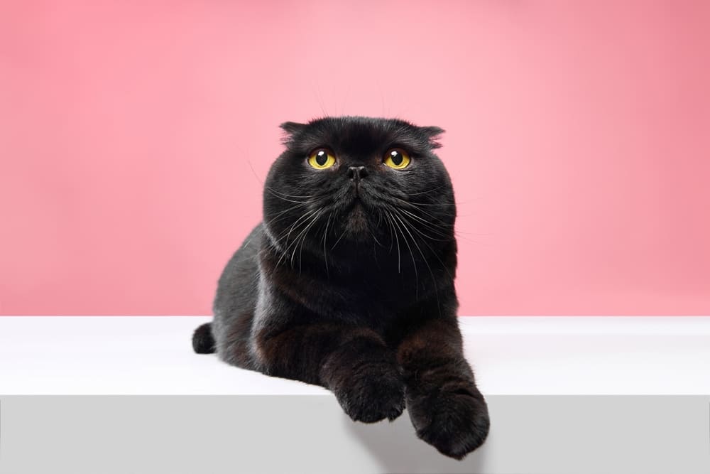 Вес шотландской вислоухой кошки растет до определенного возраста